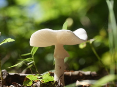 Phalloideae