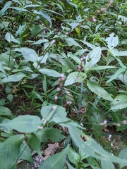 Persicaria
