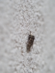 Psychodinae