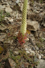 Orostachys malacophylla