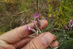 Saussurea salicifolia