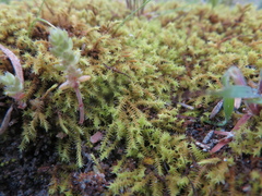 Triquetrella papillata