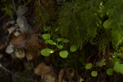 Lagenophora strangulata