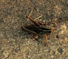 Melanoplus bivittatus