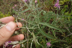 Saussurea salicifolia