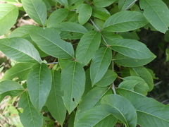 Viburnum cassinoides