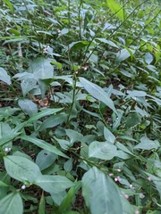 Persicaria