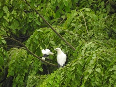 Ducula bicolor
