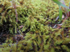 Triquetrella papillata