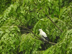 Ducula bicolor