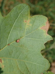 Neuroterus anthracinus