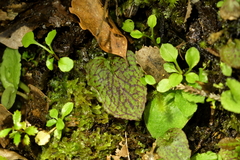 Corybas oblongus