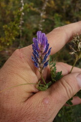 Astragalus laxmannii