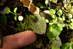 Corybas oblongus