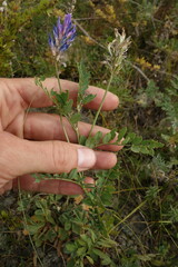 Astragalus laxmannii