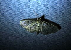 Herpetogramma pertextalis