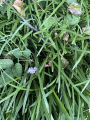 Liriope