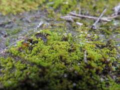 Fissidens