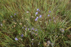 Adenophora stenanthina