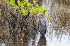 Egretta rufescens