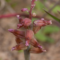 Lachenalia mutabilis