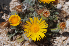 Pulicaria canariensis