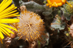 Pulicaria canariensis