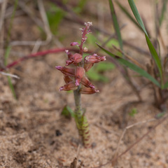 Lachenalia mutabilis