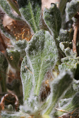 Pulicaria canariensis