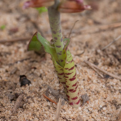 Lachenalia mutabilis