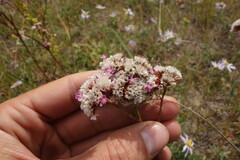 Limonium flexuosum