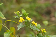 Goodenia ovata