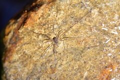 Enantiobuninae