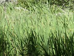Iridaceae