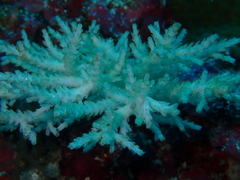 Acropora