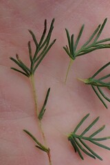 Ursinia punctata