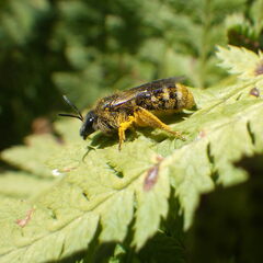 Lasioglossum leucozonium