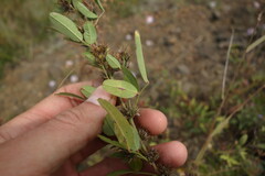 Lespedeza daurica