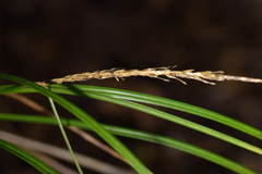 Carex uncinata