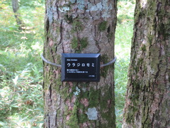 Abies homolepis