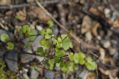 Muehlenbeckia australis