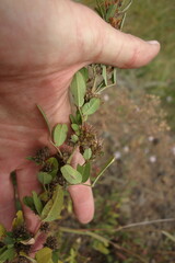 Lespedeza daurica