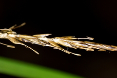 Carex uncinata