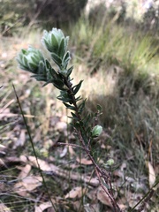 Pimelea octophylla