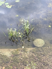 Sagittaria sagittifolia