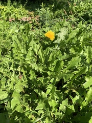 Taraxacum officinale