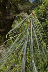 Pseudopanax crassifolius