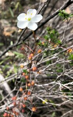 Drosera planchonii