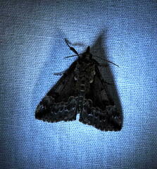 Hypena palparia