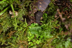 Corybas oblongus